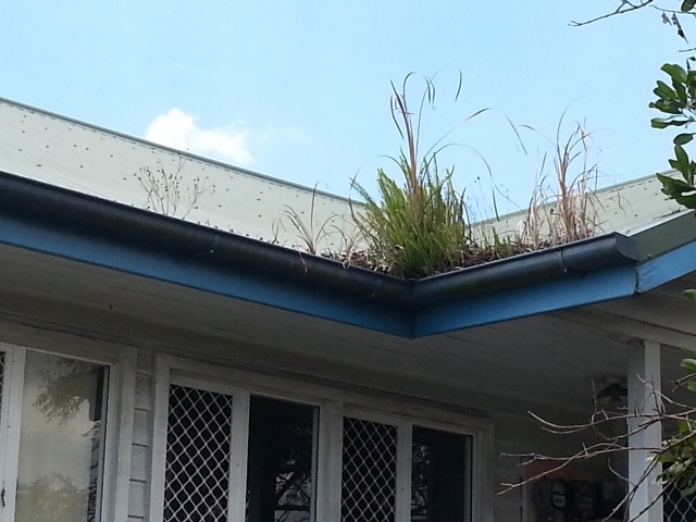 Bush growing out of gutter