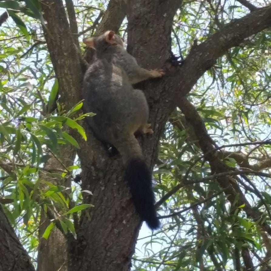 Mr possum relocated to nearby tree that was living in a box gutter
