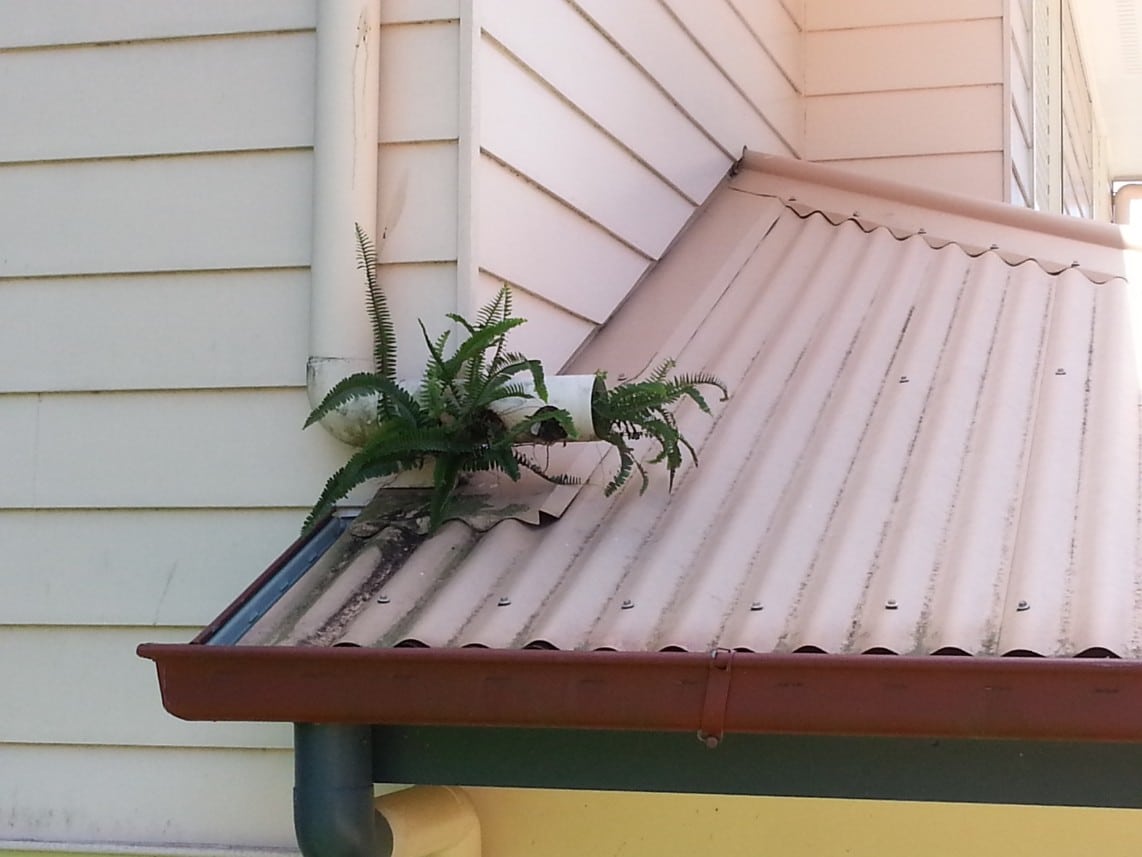 Plants growing out of downpipes