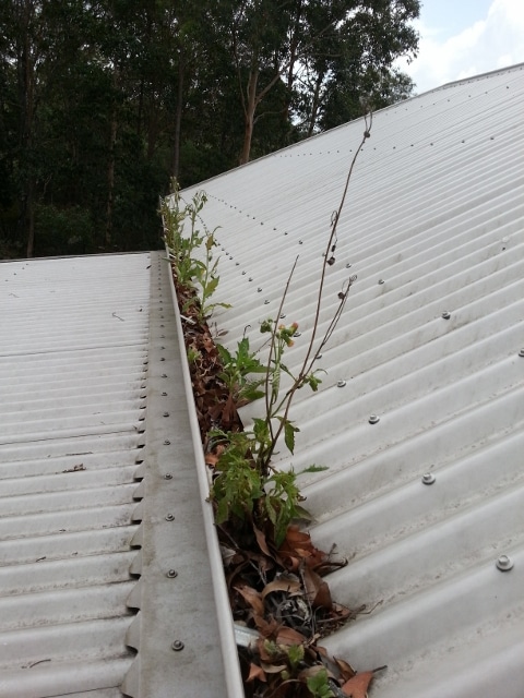 Plants growing out of gutters usually best left for garden beds