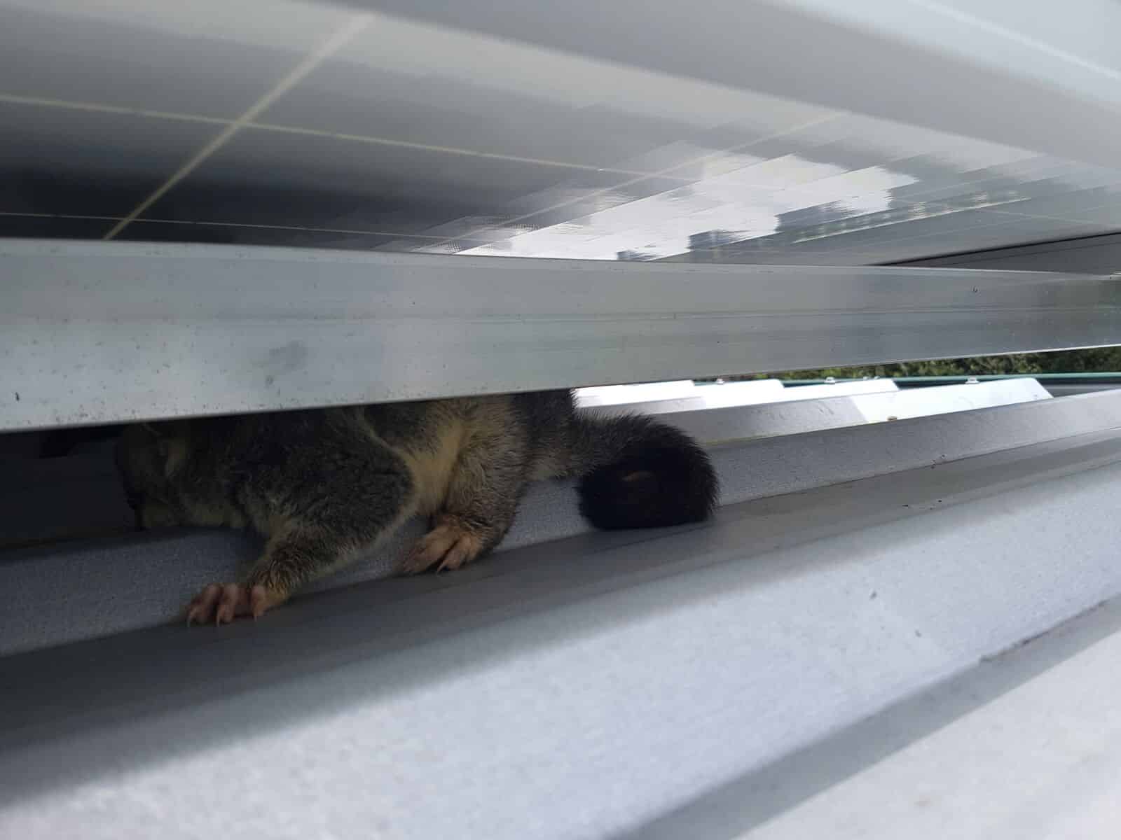 Possum hiding under solar panel