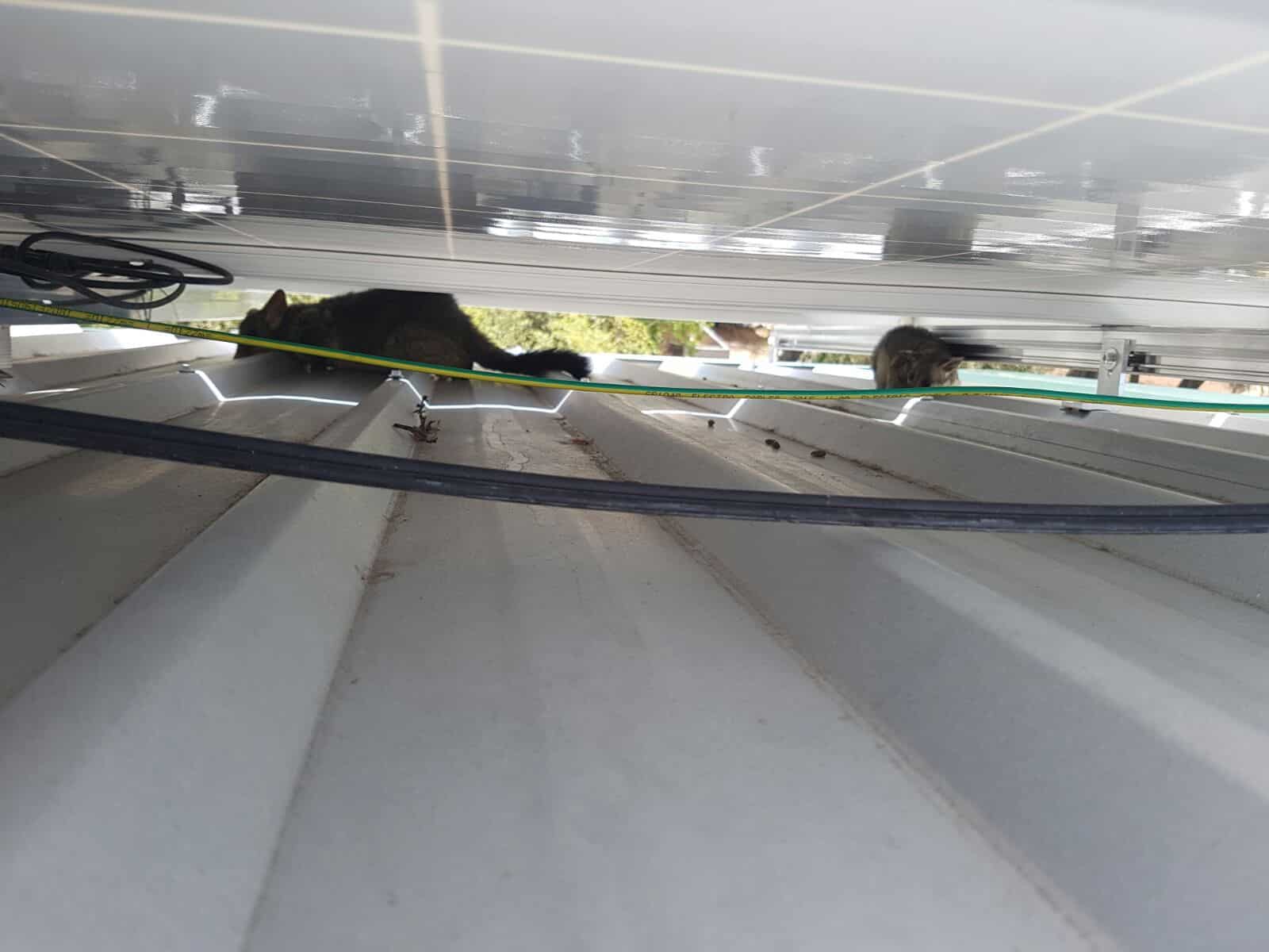 Possums under solar panels