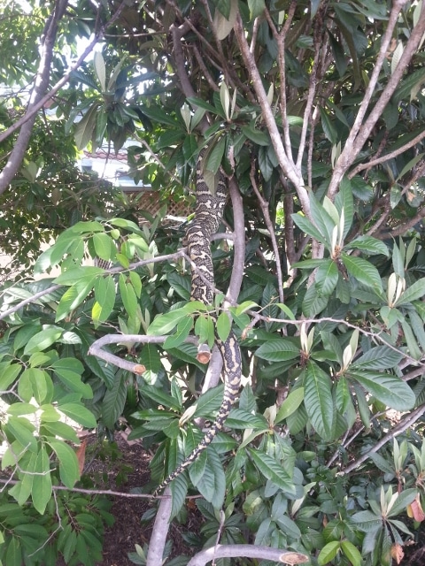 better in the tree than in the house