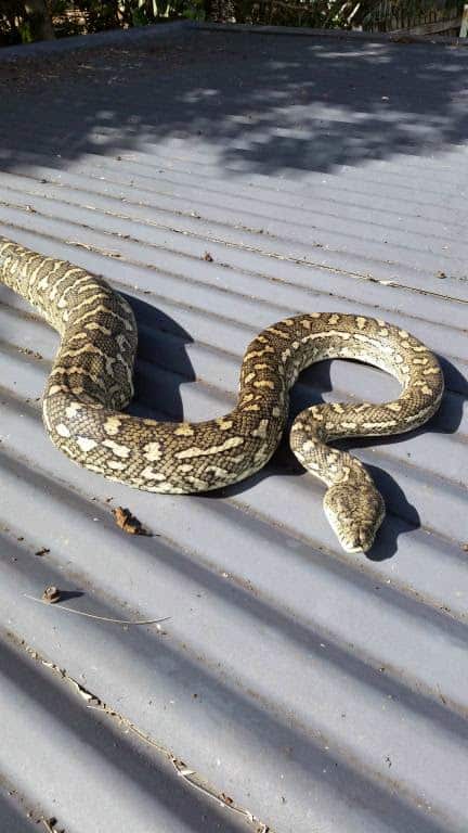 good sized python that was in the gutter comes out to say hello