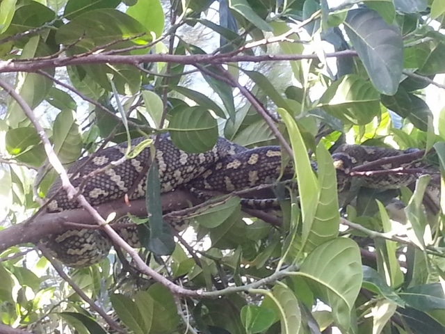 snake relocated to overhanging tree the things we do...