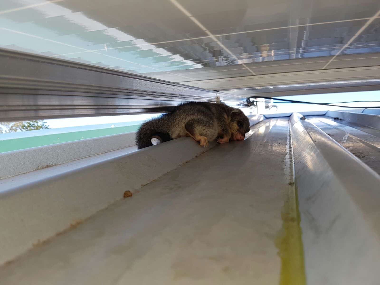 solar panel possum 1