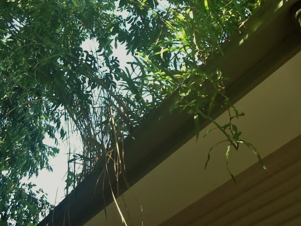 weeds overflowing out over gutter on school